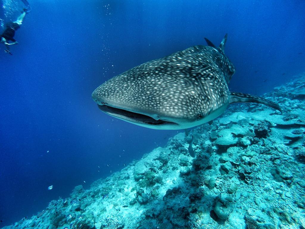 Athiri Beach Maldives Digura Kültér fotó