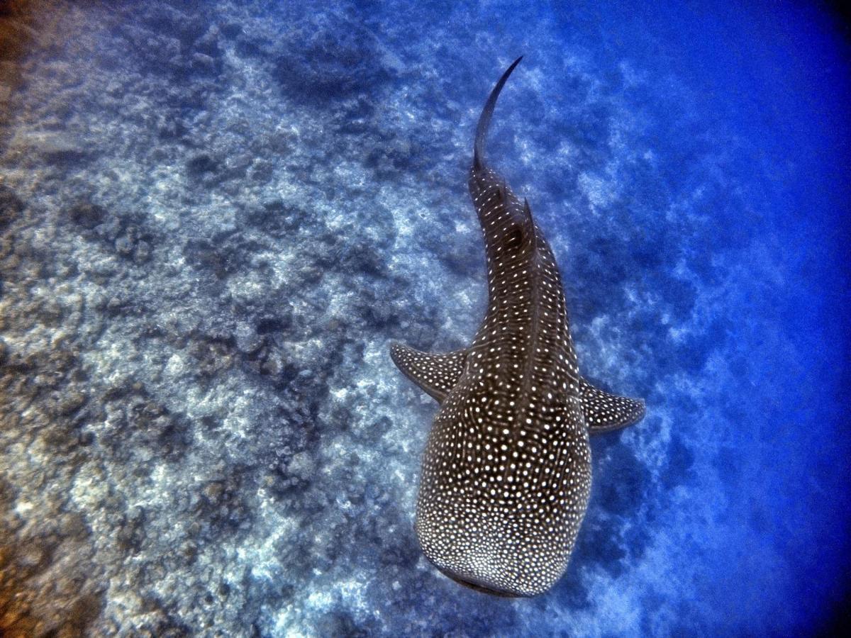 Athiri Beach Maldives Digura Kültér fotó
